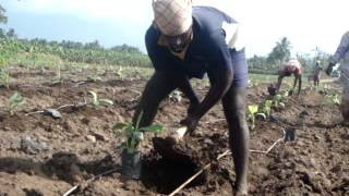 Planting of Tissue Culture Plants in Banana [upl. by Levan]