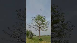 Village fypシ fypシ゚viral sanghoi jhelum myvillage ariel nature [upl. by Rigby]