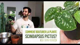 Comment bouturer la plante Scindapsus pictus satin pothos Bouturage très facile dans leau [upl. by Hickey938]