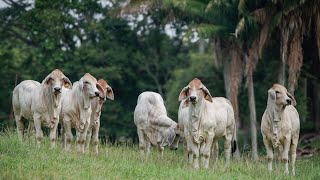 Terneros Brahman PUROS de 14 meses promedio 🐮🧬 [upl. by Aivartal164]