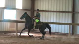 Standardbred Racking Mare FOR SALE [upl. by Anisirhc]