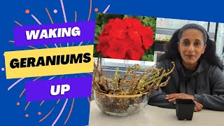 Revive Overwintered Geraniums  Quick Easy Sustainable Gardening Hack [upl. by Fidellas]