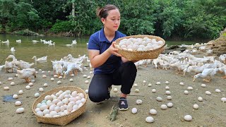 Harvest Duck Eggs Goes to the market sell  Cooking  Live with nature [upl. by Nuhsar791]