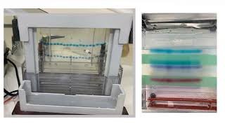 Sample loading buffers for gel electrophoresis agarose amp PAGE denaturing amp nondenaturing [upl. by Lednyc]