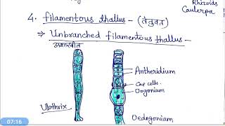 Thallus organisation in Algae hindi [upl. by Yornoc]