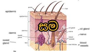 Human Skin සමේ ව්‍යූහය  Skin Structure  AL Biology [upl. by Driskill811]