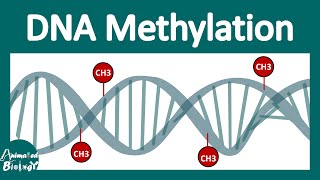 How DNA methylation works [upl. by Barden]