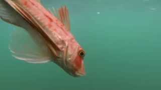 Gurnard Grunting Underwater  New Zealand [upl. by Ennywg54]