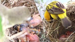 The Yellow Browed Sparrow A Tiny Bird with a Big Personality [upl. by Nawrocki]