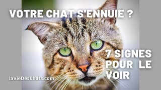 7 moyens de savoir si votre chat sennuie 😢 Nouveau TEST [upl. by Irrol]