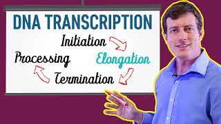 Transcription and Translation From DNA to Protein [upl. by Aicre915]