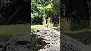 “Now what did I come in here for” disney meerkat animalkingdom disneyresort 2024 cuteanimals [upl. by Layol]