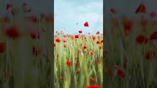 Flowers Garden shortsvideo [upl. by Traver]