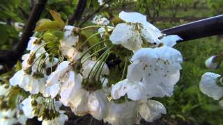 Growing Cherries  a 5 month time lapse [upl. by Clementas524]