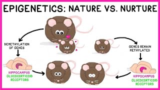 Epigenetics Nature vs Nurture [upl. by Rosinski]