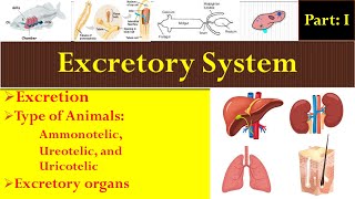 Ammonotelic  Ureotelic  Uricotelic  Excretory Organs  Excretory System [upl. by Sirod647]