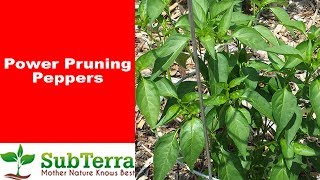 How to Prune Your Pepper Plant for Increased Production [upl. by Randene]