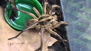 Wolf Spider Feeding Video [upl. by Turley]