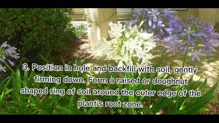 HOW TO GROW AGAPANTHUS IN YOUR GARDEN [upl. by Nitsreik]