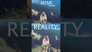 MARMOT SCREAM MEME VS REALITY [upl. by Jurgen]