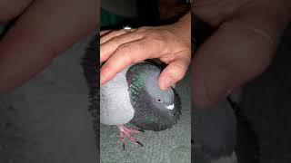 Happy Pigeon cooing and getting a massage [upl. by Mandel]