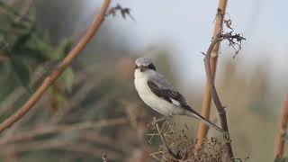 Lesser grey shrike Lanius minor  חנקן שחור מצח [upl. by Chamberlin]