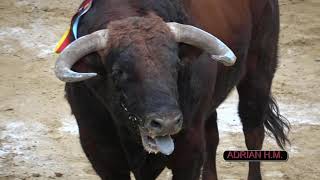 MUSEROSV13102018 quotVICTORIOSOquot GRAN TORO DE DOMÍNGUEZ CAMACHO PENYA TAURINA MUSEROS [upl. by Jaret324]