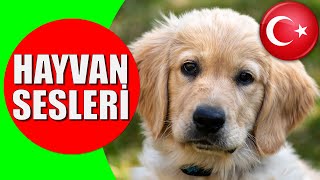 Hayvanlar ve Hayvan Sesleri  Çocuklar ve Bebekler için Türkçe Okul Öncesi Eğitici Video [upl. by Ettezzil853]