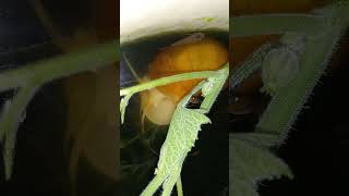 The world cute snail like to eat vegetable insects snail [upl. by Notgnimer]