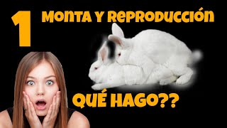 Cómo se reproducen los conejos🐰❤️🐰la MONTA PERFECTA Apareamiento reproducción de conejos [upl. by Nythsa]