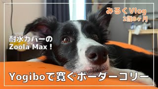 【ヨギボー】飼い主を差し置いてYogibo Maxでまったり過ごすボーダーコリー！犬も人間も座ってしまったらもう立てない…！みるくVlog [upl. by Nylahs]