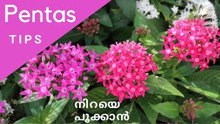 Pentas Flowers Easy Tips for flowering care and propagation Malayalam Egyptian star cluster [upl. by Anaik]