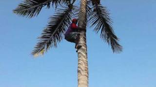 How to Climb a Coconut Tree [upl. by Greg]