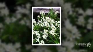 Deutzia  garden plants [upl. by Ardnoed143]