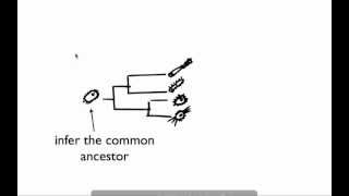 Introduction to phylogenetics in microbiology [upl. by Block]