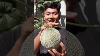 Jadi Ini Fungsi Batang di Melon yang Sudah Matang ArdathKristi Hidroponik Melon [upl. by Ralleigh532]