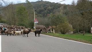 Le Vacche del Tondina fanno tappa a Sovazza [upl. by Enirroc]