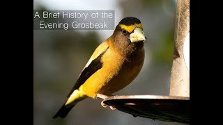 Fall Spotlight  The Evening Grosbeak [upl. by Ruffo]