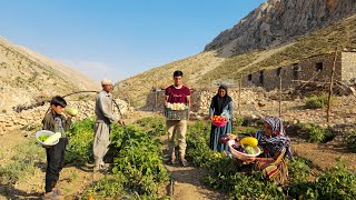 IRAN nomadic life  🧅🍆🥬Fresh farm  Harvesting onion tomato and pumpkin products and a home evening [upl. by Vigor]