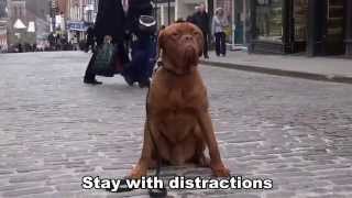 Zeus  7 month old Dogue De Bordeaux  14 day dog boot camp with Adolescent Dogs UK [upl. by Surdna]