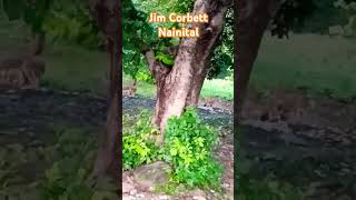 Jim Corbett Nainital [upl. by Kiona]