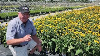 Our BEST Blackeyed Susans Rudbeckia  4 Superb Selections To Enjoy amp Perhaps Sing About 😉👏🎶 [upl. by Amej]