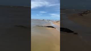 Huge crocodile living the beach 😱 [upl. by Eardnoed]