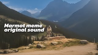 marmot scream  original sound from marmot meme [upl. by Gnilrits]