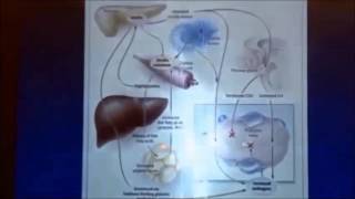 Dr Nestlers Talk NORMOZ in PCOS [upl. by Paco]