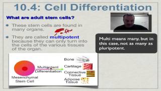 Chapter 10 Part 10  Stem Cells [upl. by Euell]