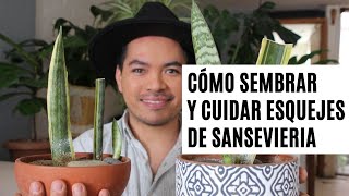 Cómo sembrar y cuidar esquejes de Sansevieria  Lengua de Suegra [upl. by Reinhold]