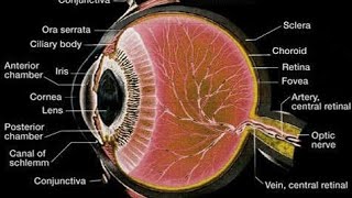 Histology of Eye mbbshistology [upl. by Vasyuta]