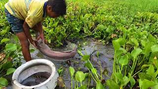 Best Hand Fishing 2024 Village Boy Catches Big Fish By Hand Remove Water Hyacinth Monster Fish [upl. by Ahsekahs]