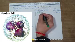 Reticuloendothelial system tissue macrophagesdefence mechanism of bodyshashikantrajput1010 [upl. by Ioves]